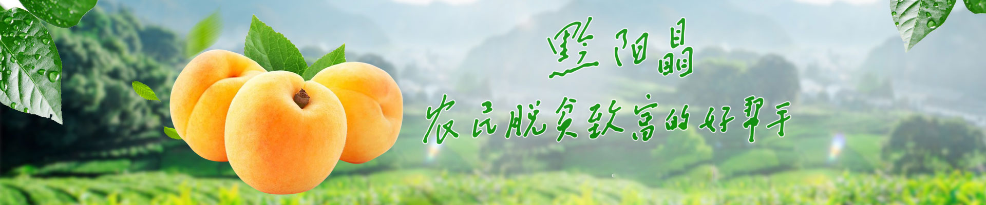 洪江市禹甜科技有限公司_黔陽瞐_農(nóng)產(chǎn)品的批發(fā)零售